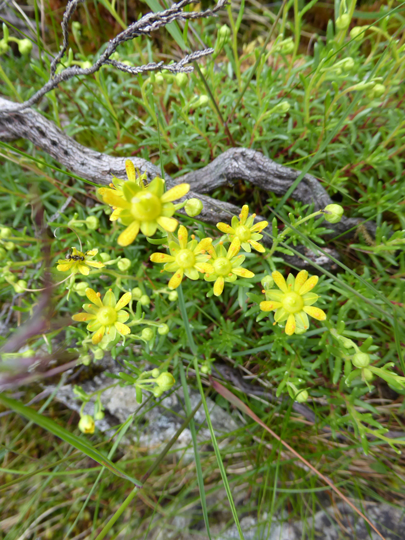Yellow Alpine Flower